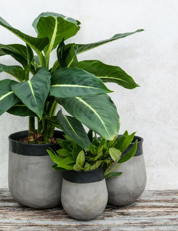 Introducing: Homeware by Dassie Artisan