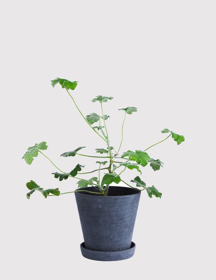 Hay Flower Pot with Saucer Medium - Black