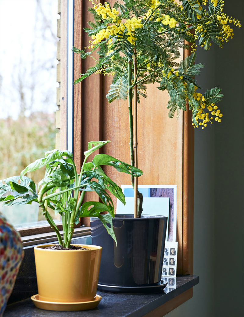 Hay Botanical Family Pot Large - Staubiges Grün