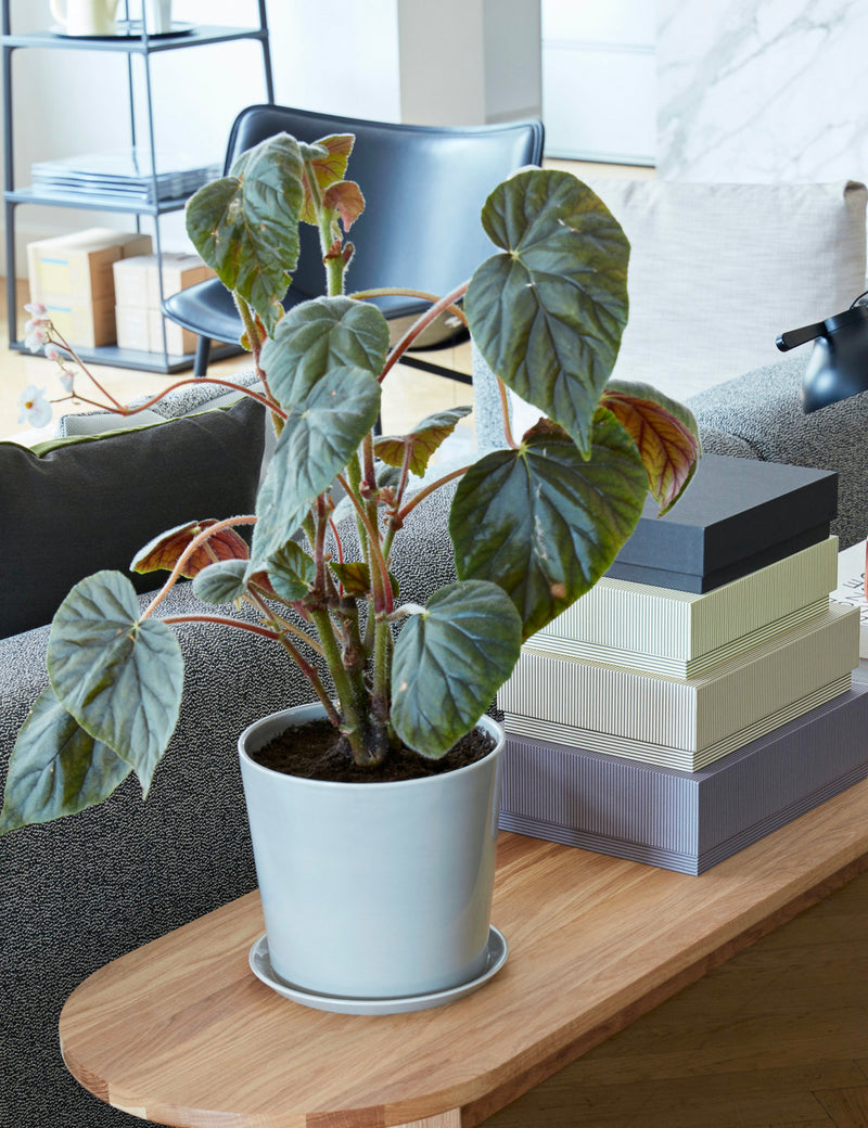 Hay Botanical Family Saucer Large - Light Grey