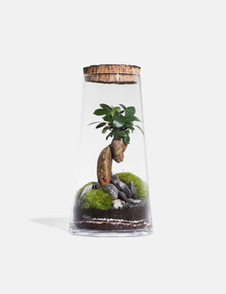 Green Factory Forest High (6cm) - Ficus Microcarpa