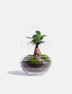 Green Factory Jurassic Lab (Glass Terrarium) - Large