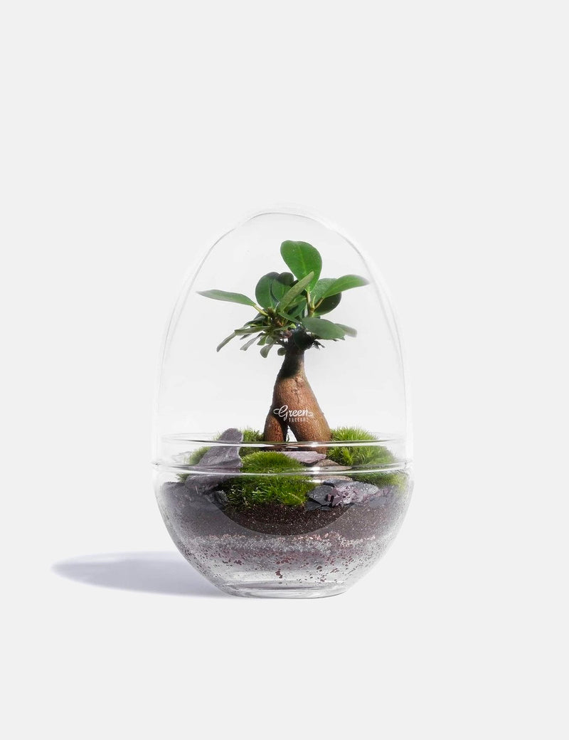 Green Factory Jurassic Lab (Glass Terrarium) - Large