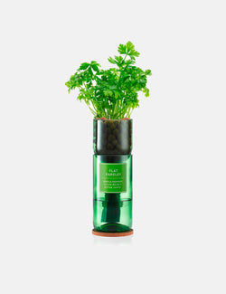 Unité simple de persil plat Hydro Herb