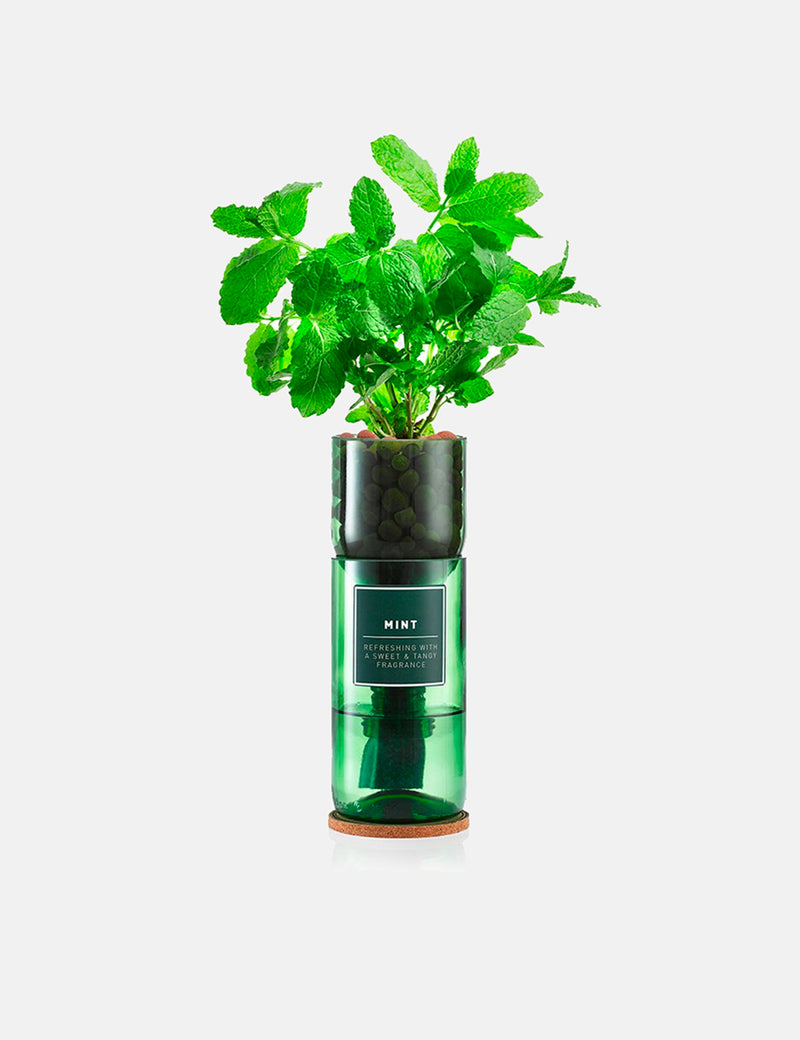 Unité simple Hydro Herb Mint
