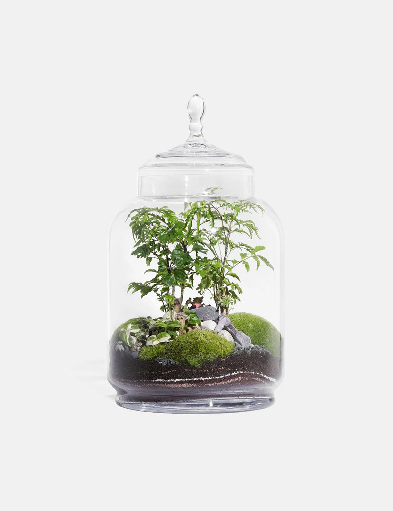 Green Factory Jungle Jar - Ficus Retusa